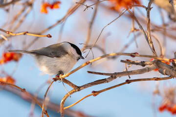 Poecile montanus bird on branches. Bird on a tree.