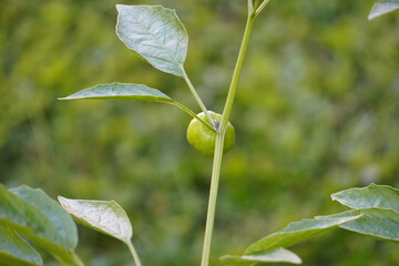 Tomatillo plant
