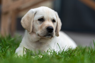 little labrador retriever puppy old lies on the grass and looks around. paws hidden in the grass