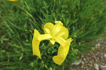Yellow Iris
