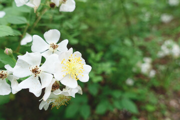 Dainty white flowers