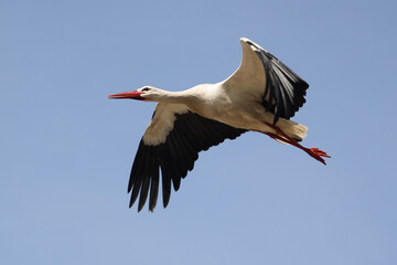 Obraz premium stork (Ciconia ciconia) bird flying in blue sky
