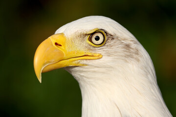 close up of bald eagle (Haliaeetus leucocephalus) portrait