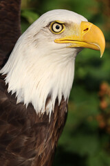 close up of bald eagle (Haliaeetus leucocephalus) portrait