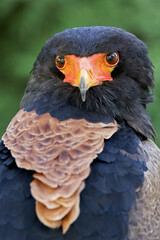 closeup of Bateleur (Terathopius ecaudatus) bird  in wild