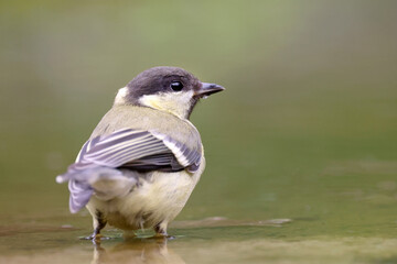 closeup of great tit (parus major) in the water