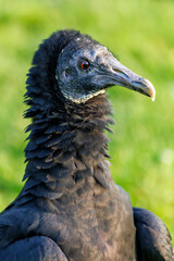 close up of black vulture (Coragyps atratus) in wild