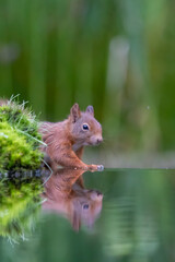 cute Eurasian red squirrel (sciurus vulgaris) in the forest