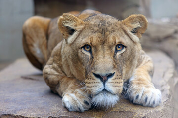 Close up shot of lioness (panthera leo) head