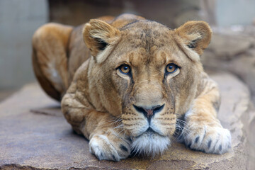 Obraz na płótnie Canvas Close up shot of lioness (panthera leo) head