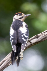 Closeup of  woodpecker sitting on the tree branch