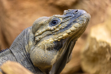 close up of a rhinoceros iguana (Cyclura cornuta) on the beach