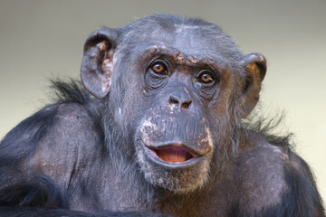 close up shot of Chimpanzee (Pan troglodytes) portrait