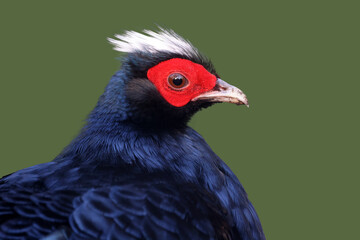 closeup of Edwards's pheasant (Lophura edwardsi) portrait