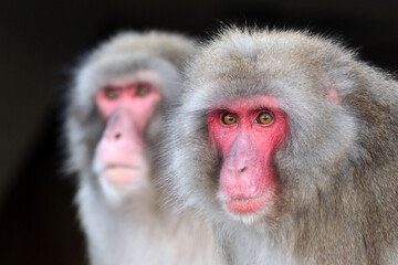 closeup of Japanese macaque (Macaca fuscata) in wild
