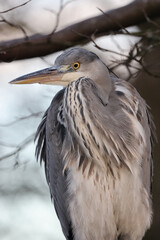 closeup portrait of a Grey Heron (Ardea cinerea) at habitat