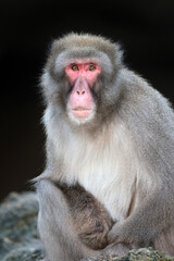 closeup of Japanese macaque (Macaca fuscata) in wild