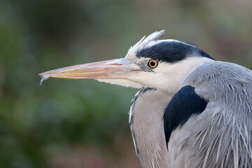 closeup portrait of a Grey Heron (Ardea cinerea) at habitat