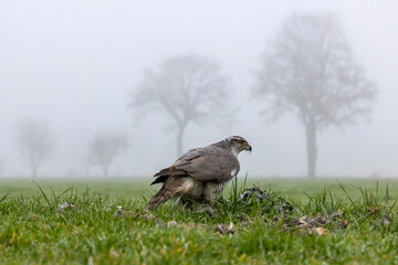 northern goshawk (Accipiter gentilis) in wild nature