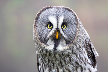 closeup of Great gray owl (Strix nebulosa) in wild