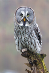 closeup of Great gray owl (Strix nebulosa) in wild