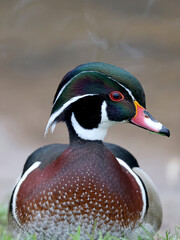 closeup of wood duck or Carolina duck (Aix sponsa) portrait