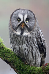 closeup of Great gray owl (Strix nebulosa) in wild