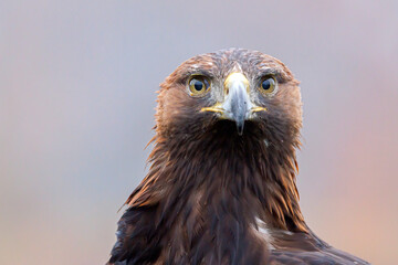 closeup portrait of a golden eagle (Aquila chrysaetos)