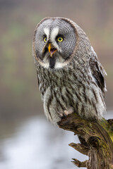closeup of Great gray owl (Strix nebulosa) in wild