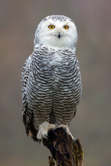 closeup of snowy owl (Bubo scandiacus) in wild