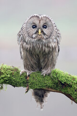 closeup of Ural owl (Strix uralensis) in wild