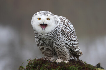 closeup of snowy owl (Bubo scandiacus) in wild