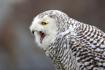 closeup of snowy owl (Bubo scandiacus) in wild