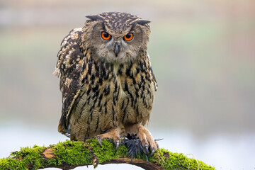 closeup of Eurasian eagle-owl (Bubo bubo) in wild