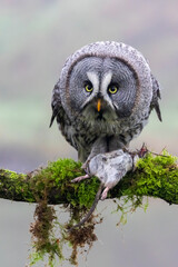 closeup of Great gray owl (Strix nebulosa) in wild