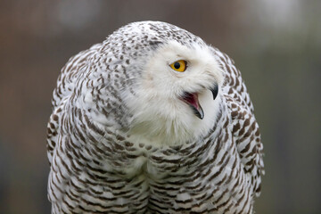closeup of snowy owl (Bubo scandiacus) in wild
