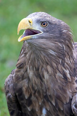 closeup of white-tailed eagle (Haliaeetus albicilla) in wild nature