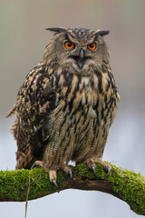closeup of Eurasian eagle-owl (Bubo bubo) in wild
