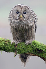 closeup of Ural owl (Strix uralensis) in wild