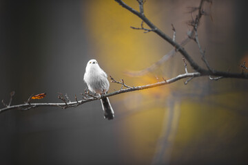 Long-tailed tit