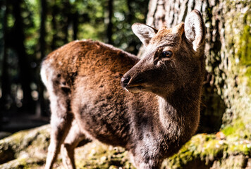 Deer in Japan