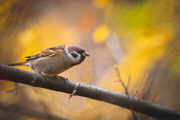 Tree Sparrow