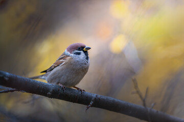 Tree Sparrow