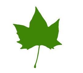 Silhouette of maple leaf