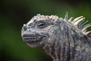 Marine Iguana on Galapagos Islands