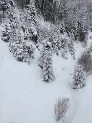 kar ılgaz türkiye yıldıztepe teleferik tree ağaç çam snow winter pine tree