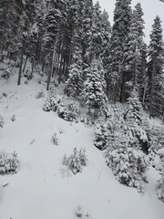 kar ılgaz türkiye yıldıztepe teleferik tree ağaç çam snow winter pine tree