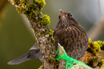 Amsel