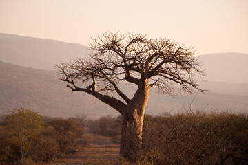 Baobab in South Africa