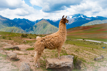 LLama standing on a rock in front of a mountain panorama in Maras, Peru. Reminded me of the lion...